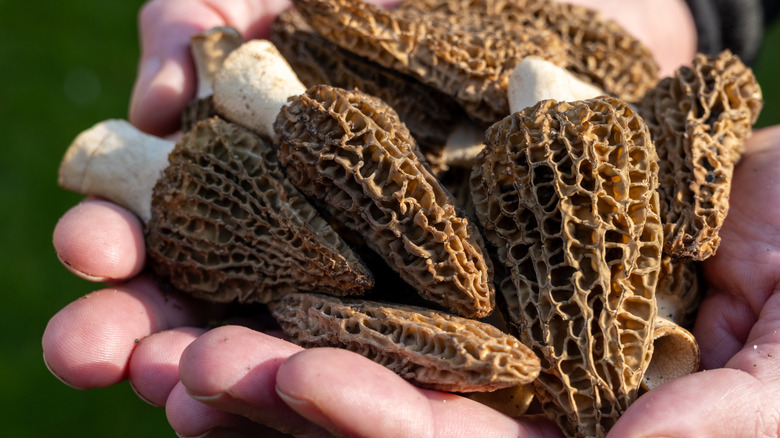 Close up of hand holding several fresh morel mushrooms