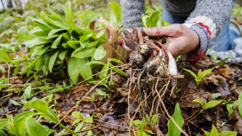 Close up of gardener on knees pulling up ramps from the ground in dense and green forest floor