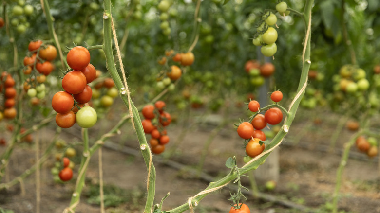 Several ripe and unripe cherry tomatoes growing in bunches on the vine in a garden