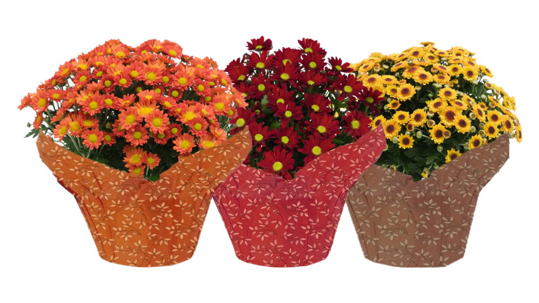 Three Trader Joe's Mum Fleurette Plants against white background.
