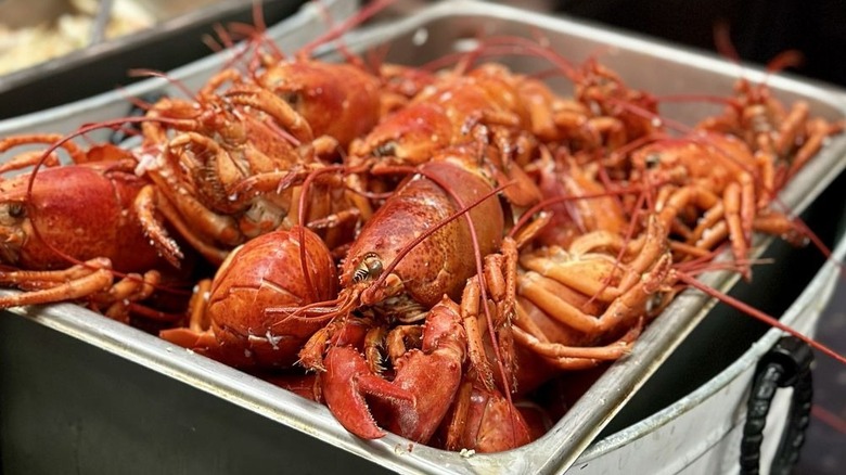 A tray of fresh cooked lobster