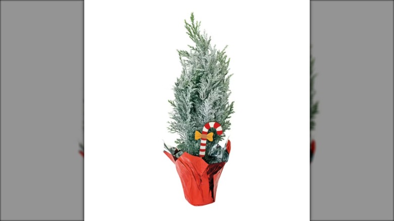 miniature holiday tree