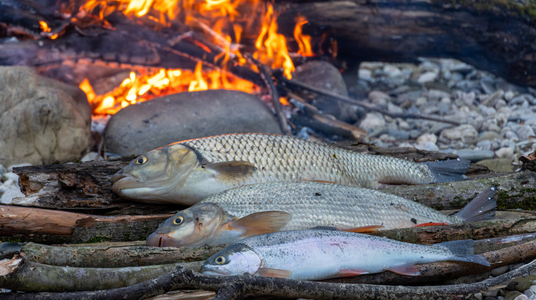 River fish cooking on campfire