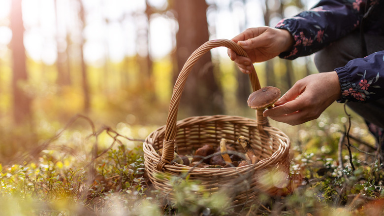 person foraging with a basket