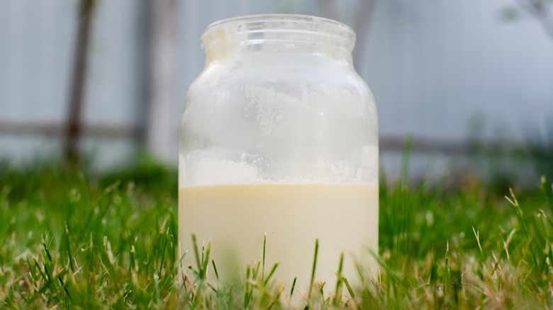 glass jug of milk in grass