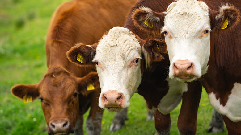 cows on a farm