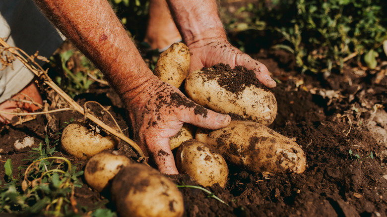 person taking farm harvest