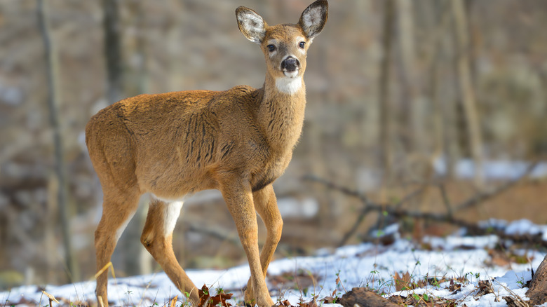 Deer posing in woods