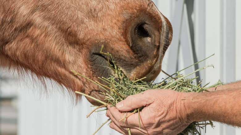man feeding horse by hand