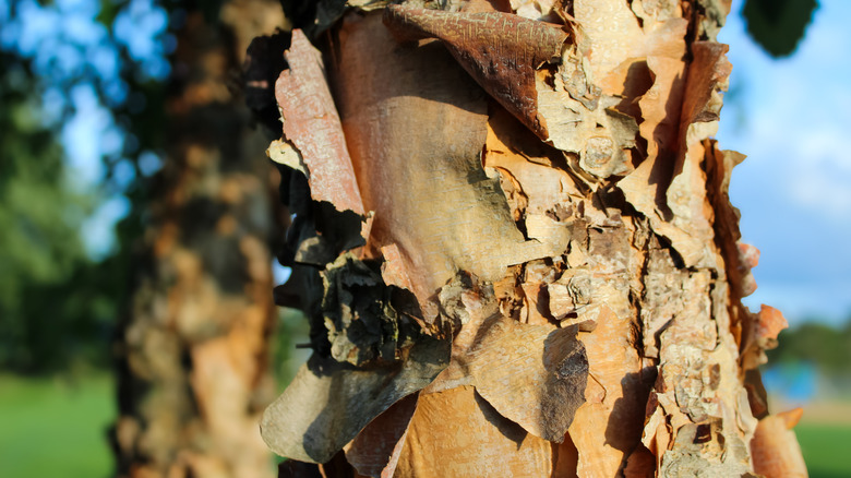 peeling birch tree bark