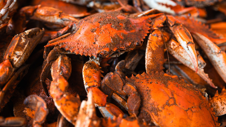 Steamed Maryland blue crab