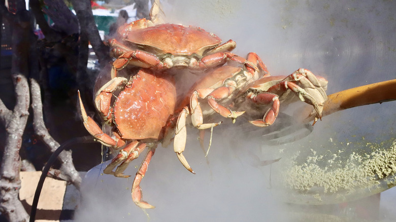 Freshly cooked Dungeness crab