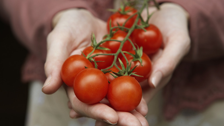 Hands holding vine-on tomatoes