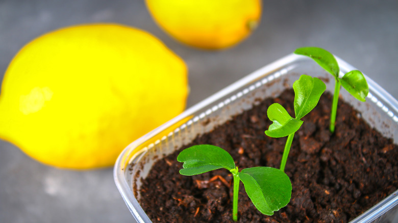 lemons and seedlings
