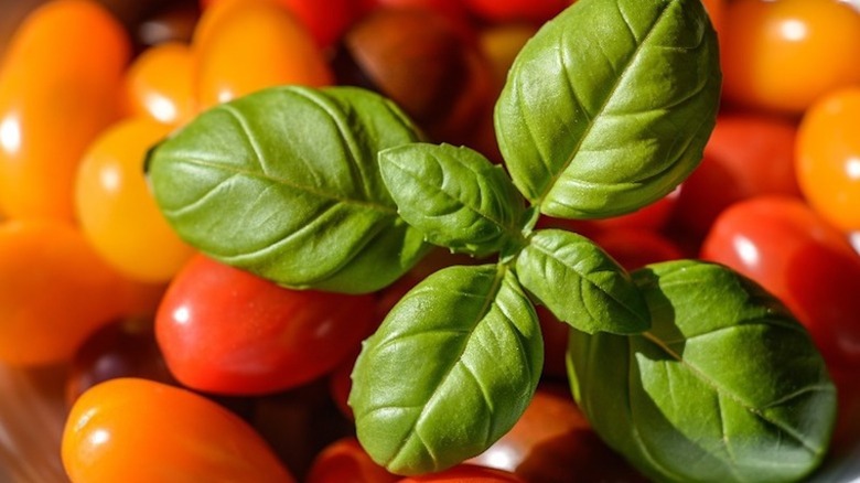 Basil leaves over tomatoes