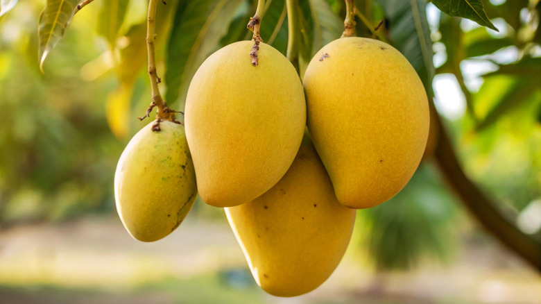 Four mangoes hanging on tree.