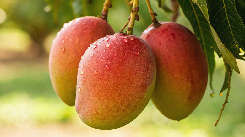 Three mangoes hanging on a tree