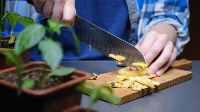 Cutting up banana peel to use as a mulch