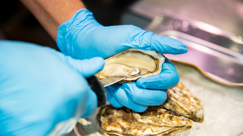 Gloved hands shucking oyster over bed of ice.