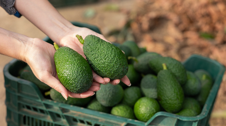 Hands holding avocados in front of basket