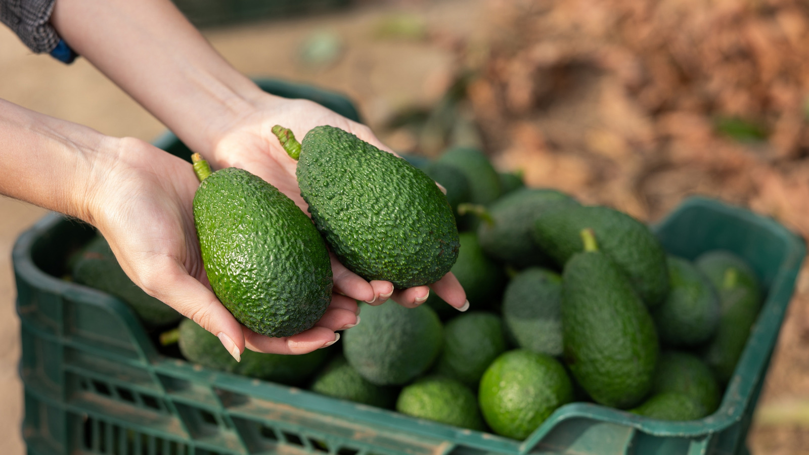 <a href="https://www.mashed.com/2126412/3-step-test-picking-perfect-avocado/" target="_blank">The 3-Step Test For Picking A Good Avocado At The Store</a>