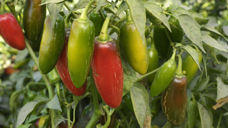 Multiple jalapeño peppers growing on a plant with corking or brown stretch marks on the sides
