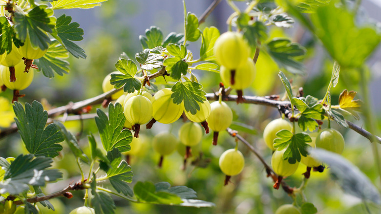 30 Types Of Berries And What Makes Them Unique