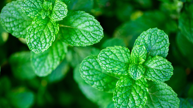 mint leaves growing
