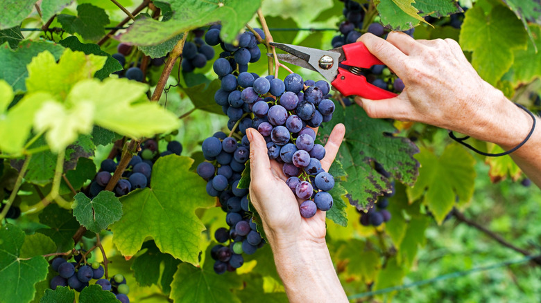 Harvesting wine grapes from the vine