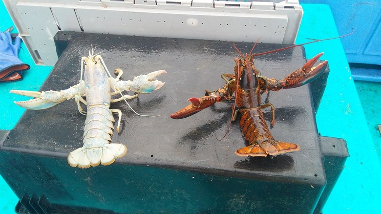 An albino lobster and a red lobster side by side