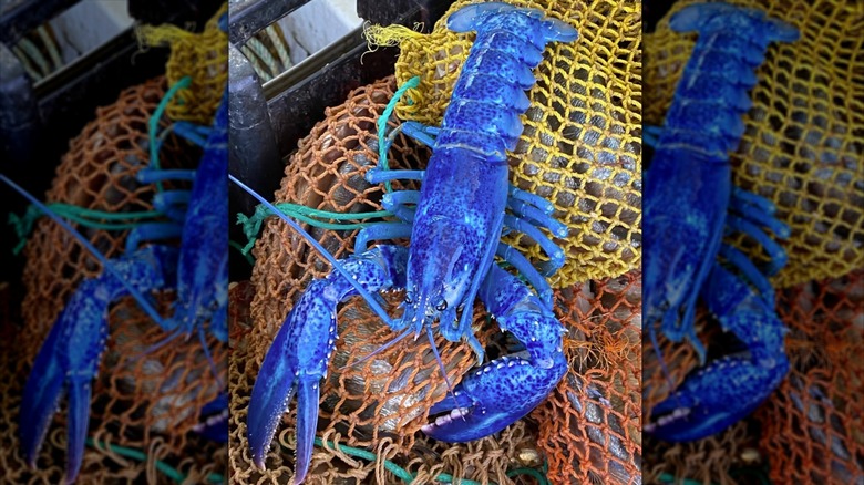 A blue lobster on top of a fisherman's net