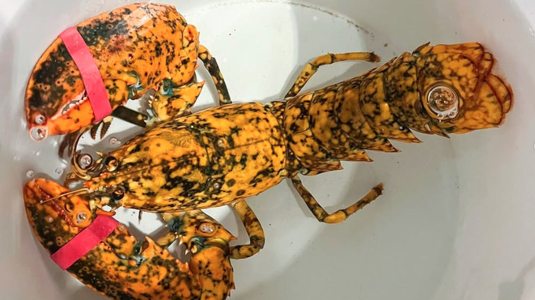 Calico lobster sits in a bowl of water