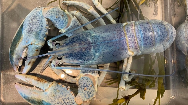 A cotton candy lobster in water