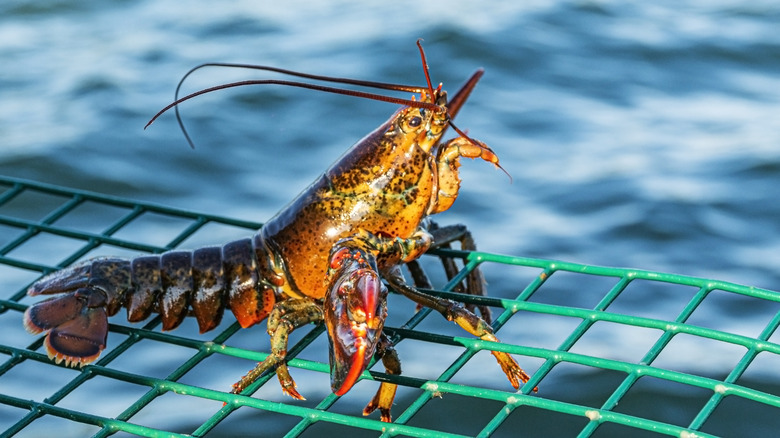 Live lobster perched on a trap