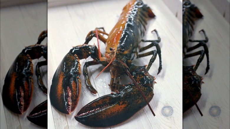 A live lobster, half brown and half black