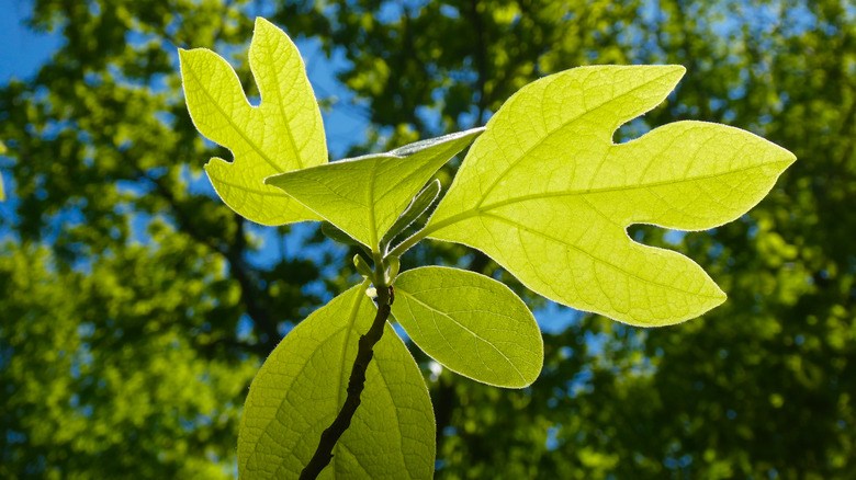 Closeup of sassafras leaves
