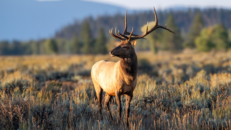 male deer with antlers in a field of grass