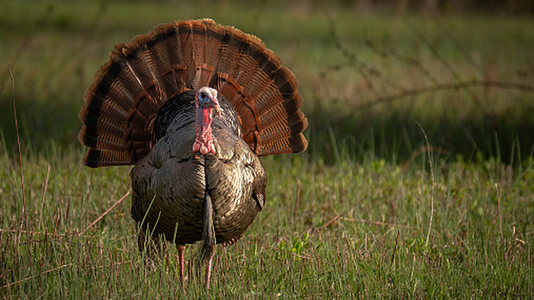wild turkey in a field of grass