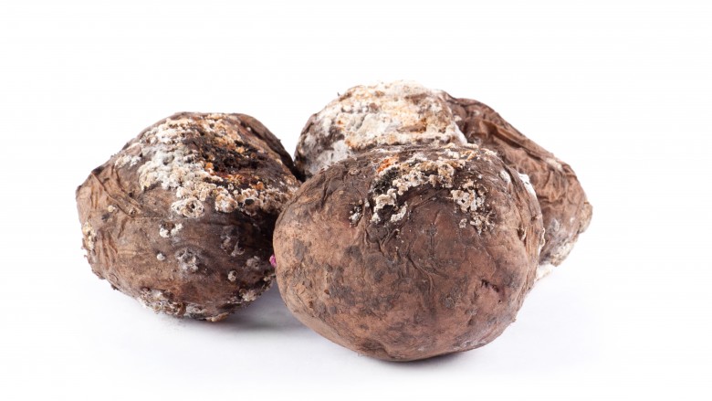 rotten potatoes