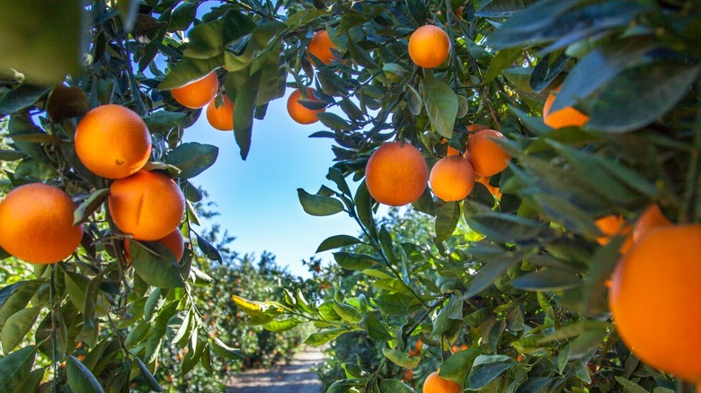 Oranges growing on the tree in an orange grove