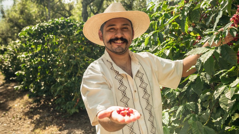 Freshly harvested coffee beans