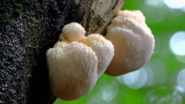 Lion's mane mushrooms growing on a tree