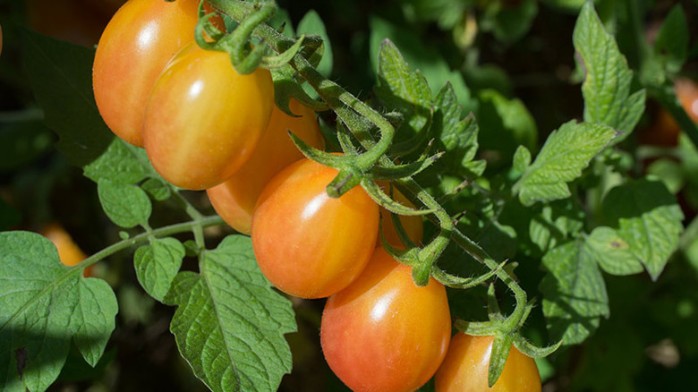 Scarlet Sunrise grape tomatoes on vine