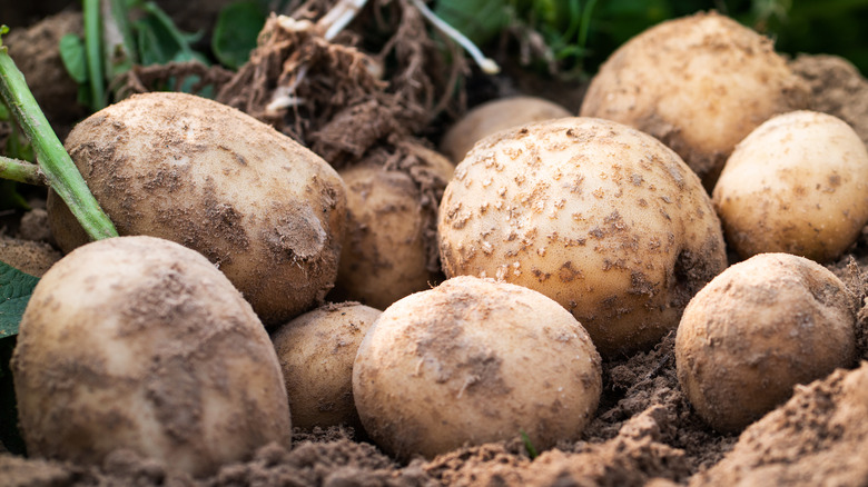 potatoes growing in a garden