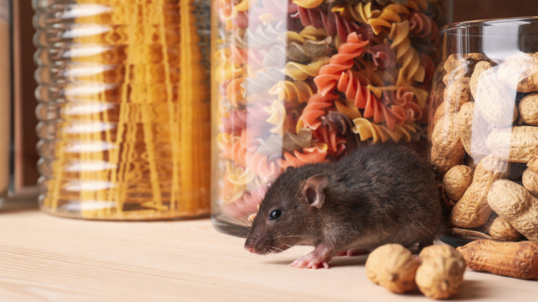 Rat on shelf