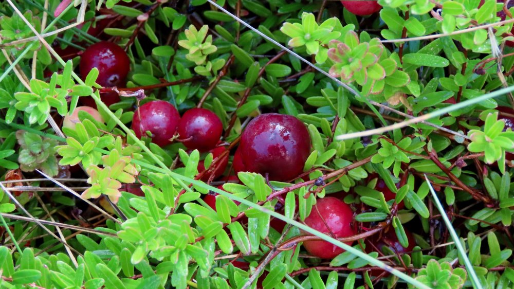 Ripe cranberries on the vine