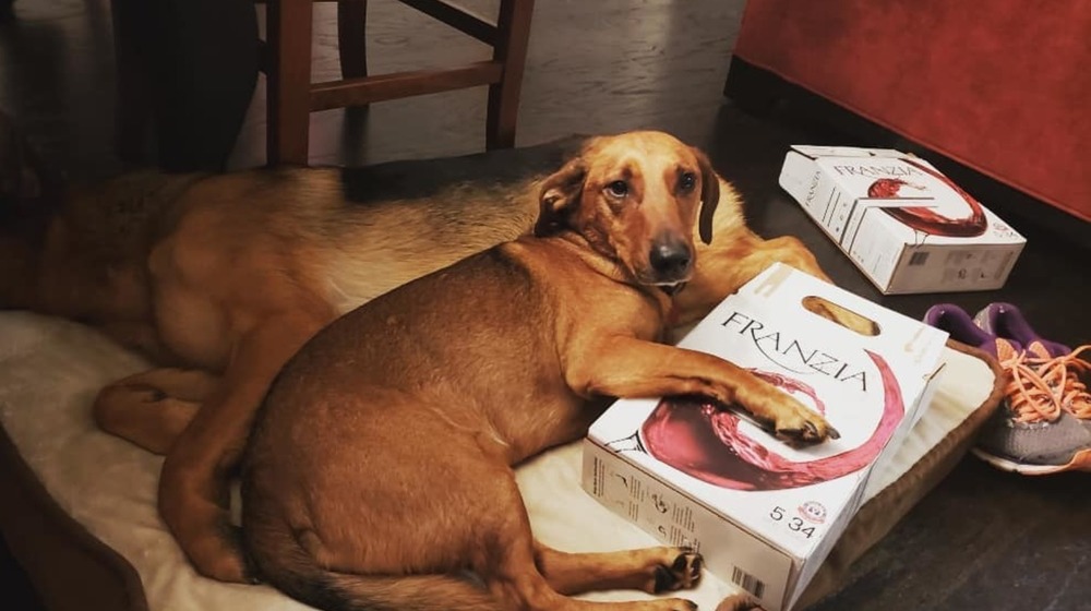 Cute dogs with Franzia wine boxes