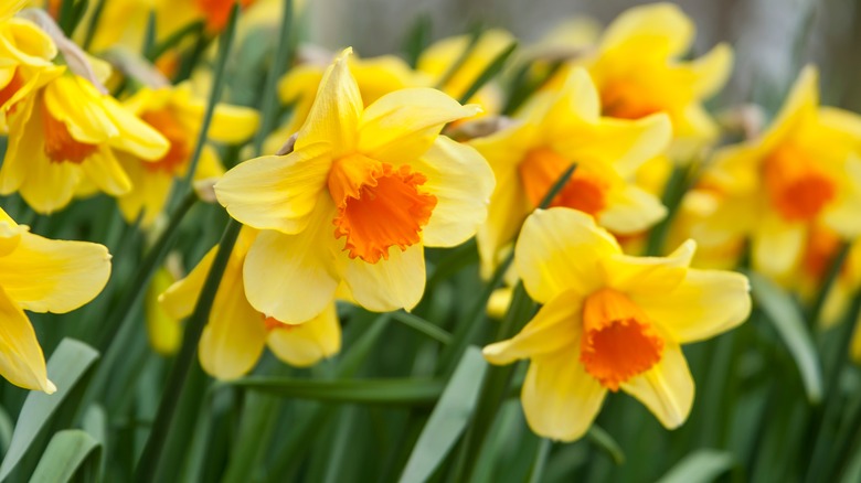 Daffodils