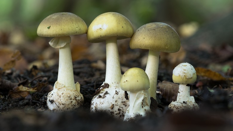 Death Cap mushrooms