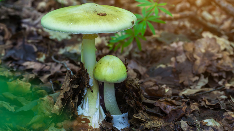 Death Cap mushrooms